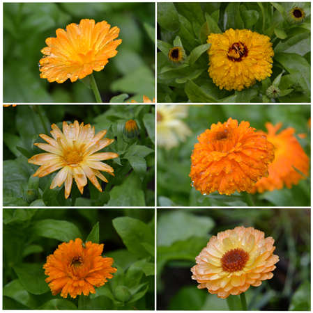 collage. Calendula after a rainの写真素材