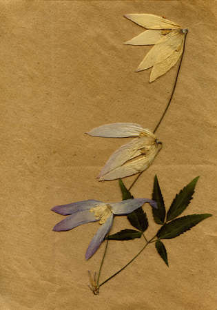 dried flowerses on old-time paper as background for textの写真素材