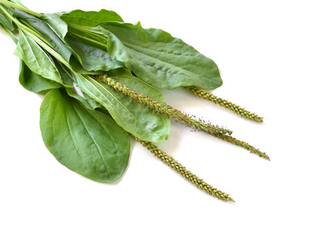 Greater Plantain (Plantago major or "Soldier's Herb") on a white backgroundの写真素材