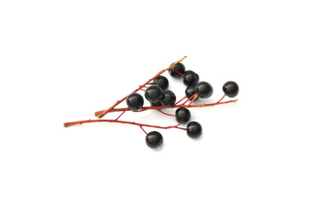 The branch of bird-cherry tree (Prunus padus) isolated on a white background