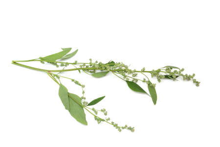 Atriplex  isolated on whiteの写真素材