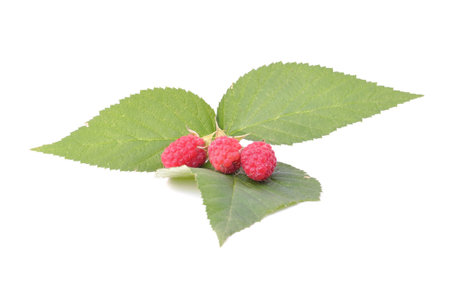 Ripe raspberries isolated on white background cutout