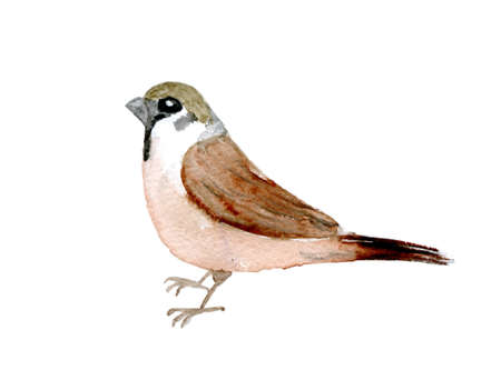 watercolor drawing bird,  sparrow at white background, hand drawnの写真素材