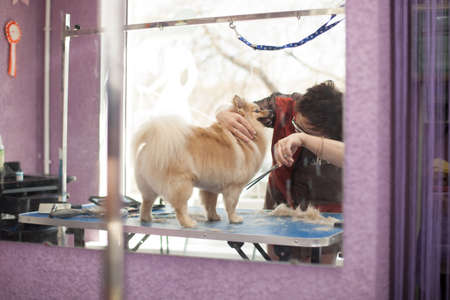 Dog Pomeranian haircut women master grooming dogs in a salonの写真素材