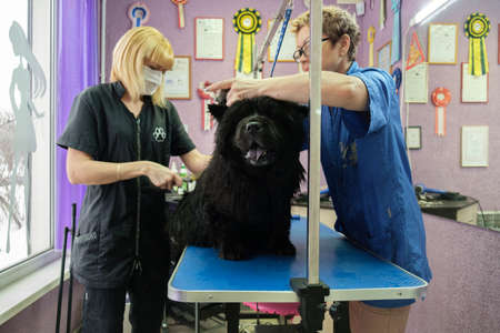 dog grooming Chow Chow in the salonの写真素材
