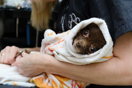 Master grooming dogs dry in a towel dog breed Spitz chocolate color and cuts his clawsの写真素材