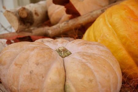 Autumn display of orange pumpkins close upの写真素材