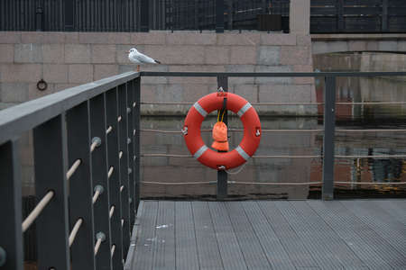 White Seagull sitting on the parapet next to the lifelineの写真素材