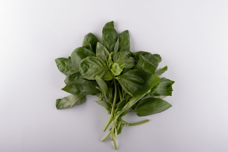 Fresh basil leaf isolated on white background, close up. Basil herb
