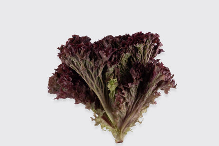 bunch of fresh lollo rosso lettuce on a white background close-up