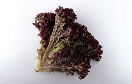bunch of fresh lollo rosso lettuce on a white background close-upの写真素材