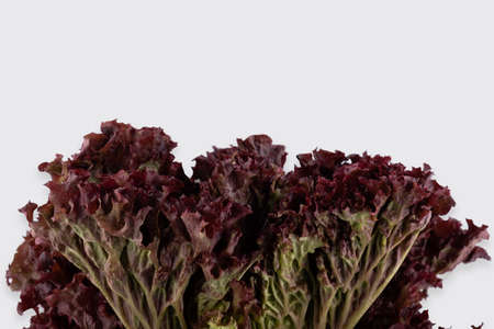bunch of fresh lollo rosso lettuce on a white background close-upの写真素材