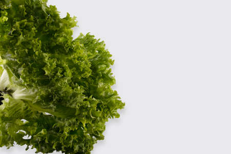 fresh lettuce lettuce closeup left side on a white backgroundの写真素材