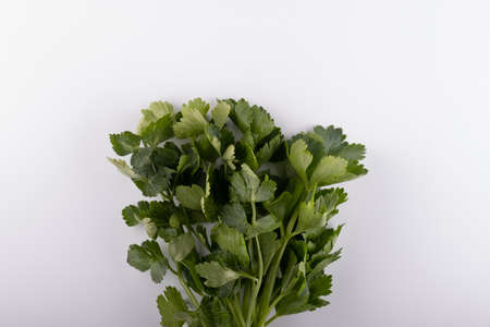a bunch of fresh fragrant cilantro she is a caryander closeup on a white backgroundの写真素材