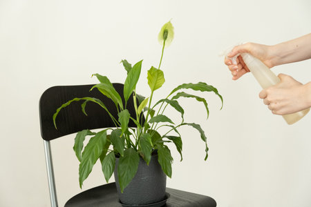 Female hands spray a flower standing on a black chair. の写真素材