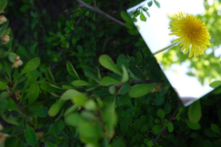 The mirror displays the sky and yellow flowers