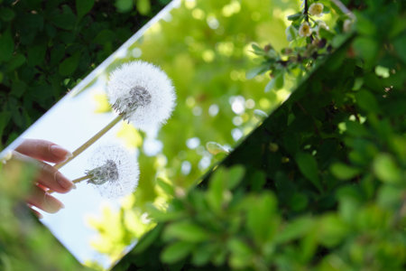 abstraction. in the mirror are female hands, dandelions sky. green nature around. close-up