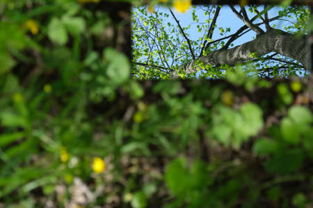abstraction. the mirror displays the sky and yellow flowersの写真素材