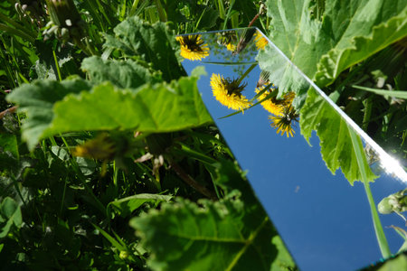 Mirror displays the sky and yellow flowers