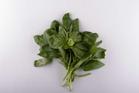Fresh basil leaf isolated on white background, close up. Basil herbの写真素材