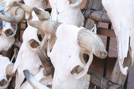 Cattle skulls on rack for saleの写真素材