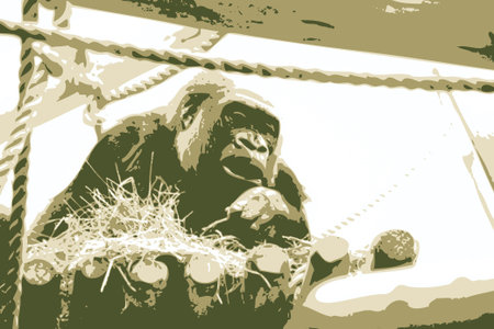 Vector illustration of a gorilla in a zooの写真素材
