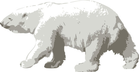 Vector illustration of a polar bear on white backgroundの写真素材