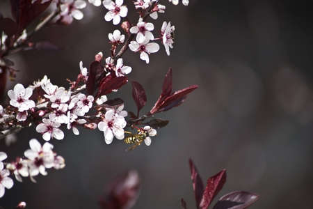 macro shot of a cherry tree in spring blossomingの写真素材