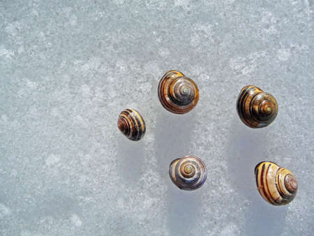 Snail shells on iceの写真素材