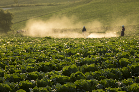 cabbage patchの写真素材
