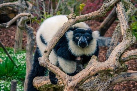 Black and white ruffed lemur on a tree branch
