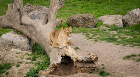 Lioness sitting on a tree logの写真素材