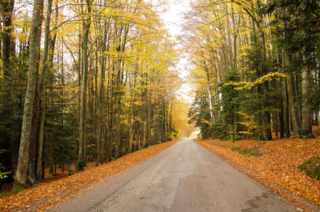 A road through the woods, on an autumn dayの写真素材