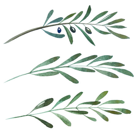 2d hand drawn watercolor graphic elements. Colorful natural illustrations of olive branches and leaves.の写真素材