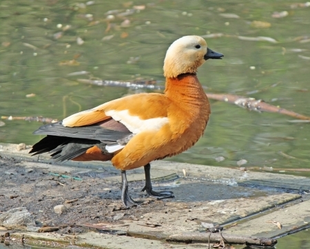 Orange duck is quacking on the poolの写真素材