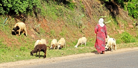 Woman shepherd herding sheepsの写真素材