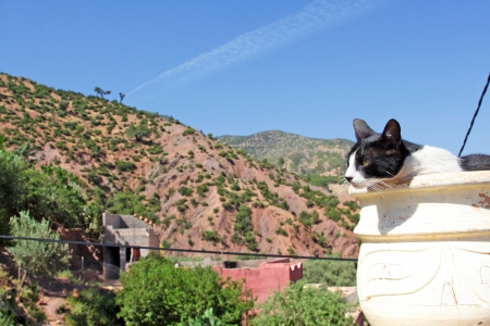 Mountain landscape, cat foregroundの写真素材