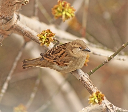 Closeup grey sparrow sitting on a branchの写真素材