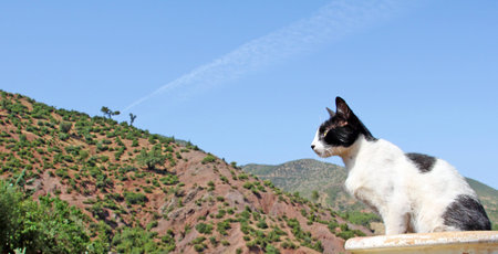 Mountain landscape, cat foregroundの写真素材