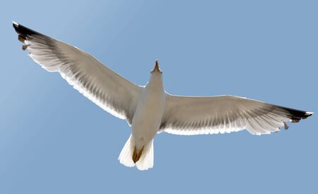 A seagull soaring in the blue sky の写真素材
