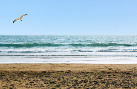 Beautiful ocean shore with waves and a seagull aboveの写真素材