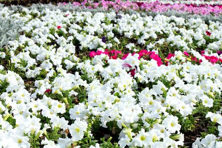 Beautiful colorful petunias on the flower field, selective focusの写真素材