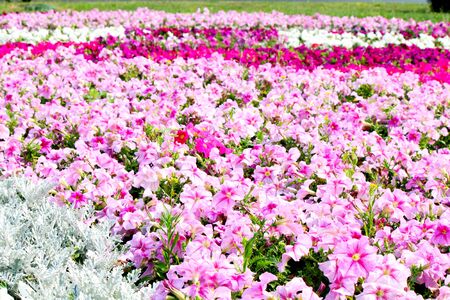 Beautiful colorful petunias on the flower field, selective focusの写真素材
