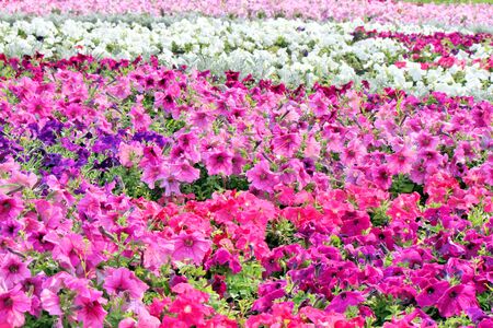 Beautiful colorful petunias on the flower field, selective focusの写真素材