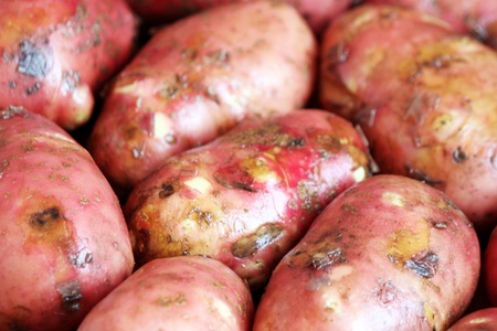 A heap of raw red potatoesの写真素材