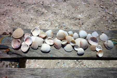 seashells lying on a wooden board on a background of beach sandの写真素材