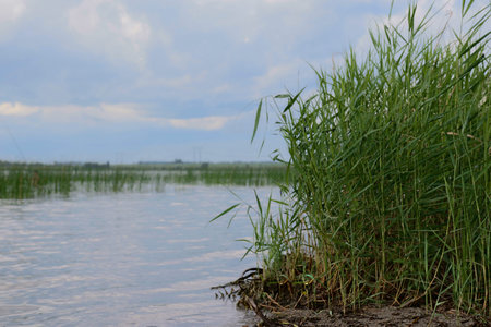Green reeds growing on the shore of the lake water