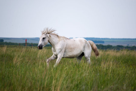white horse galloping on the green meadowの写真素材
