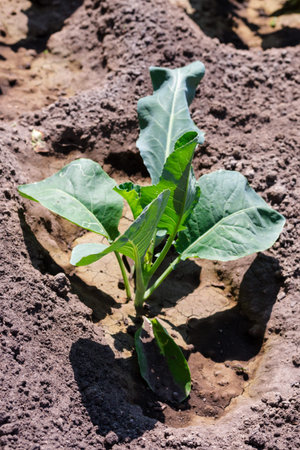 cabbage seedling growing under the bright sun
