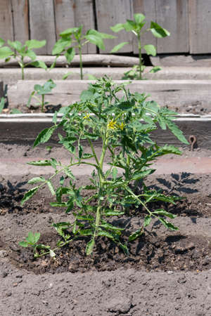 bush tomatoes in the garden in the sunの写真素材